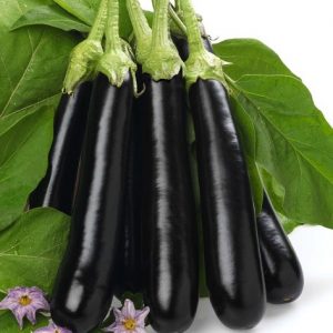 Semillas de berenjena negra de barbentane