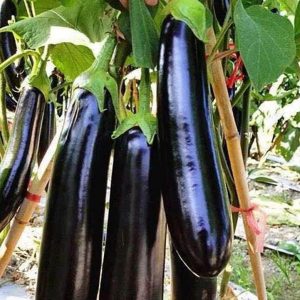 Semillas de berenjena negra de barbentane