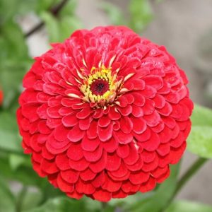 Semillas de zinnia banary’s deep red