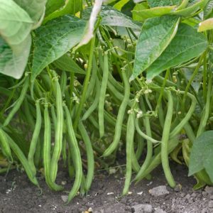 Semillas de poroto brío (mata baja)