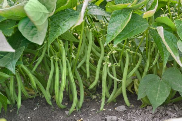 Semillas de poroto brío (mata baja)