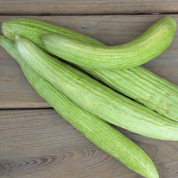 Semillasde pepino armenian - Imagen 2