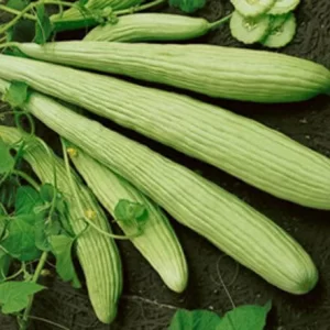 Semillasde pepino armenian