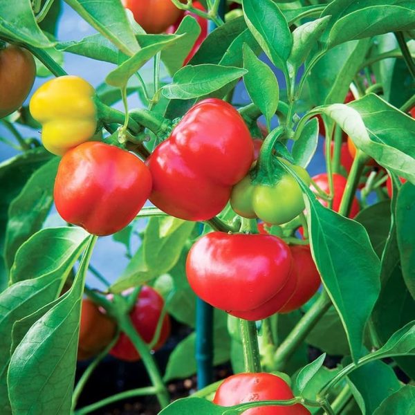 Semillas de ají rocoto