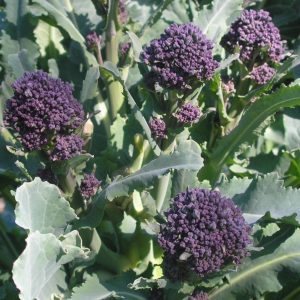 Semillas de brócoli sprouting purple