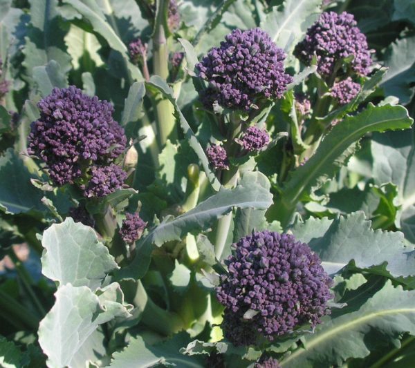 Semillas de brócoli sprouting purple