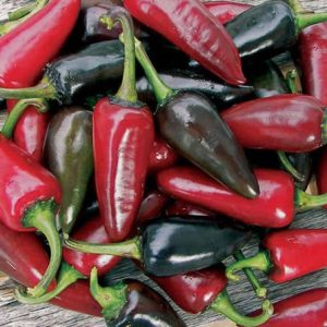 Semillas de ají black hungarian