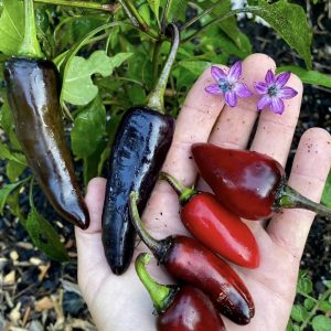 Semillas de ají black hungarian