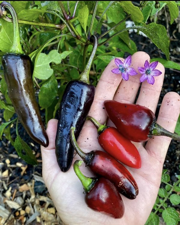 Semillas de ají black hungarian