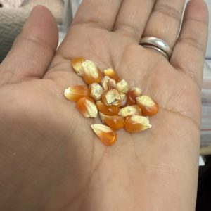 Semillas de maíz criollo