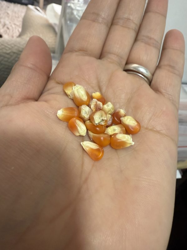 Semillas de maíz criollo