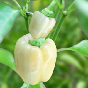 Semillas de pimiento albino bullnose