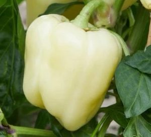 Semillas de pimiento albino bullnose