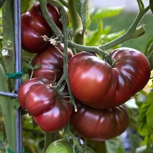 Semillas de tomate black crin