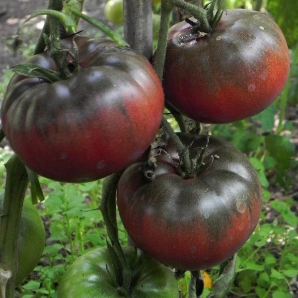 Semillas de tomate black crin - Imagen 3