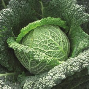 Semillas de repollo crespo
