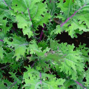 Semillas de kale red russian