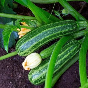 Semillas de zapallo iltaliano
