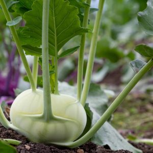 Semillas de kohlrabi white