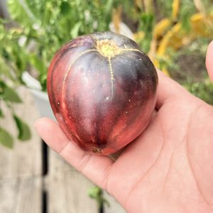 Semillas de tomate sargento pepper