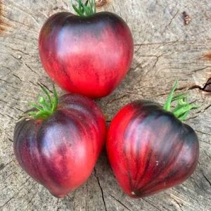 Semillas de tomate sargento pepper