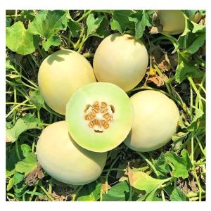 Semillas de melón tuna