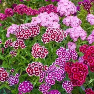 Semillas de clavel del poeta