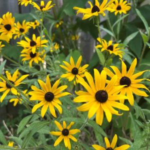 Semillas de rudbeckia hirta