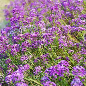 Semillas de alyssum morado