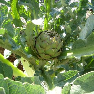 Semillas de alcachofa