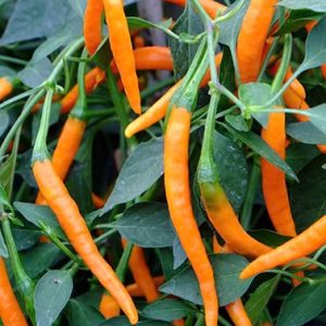 Semillas de ají cayena naranjo