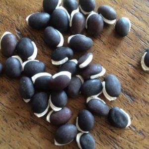 Semillas de poroto bombero