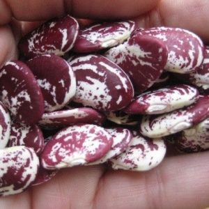 Semillas de poroto navidad