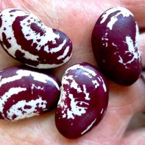 Semillas de poroto navidad