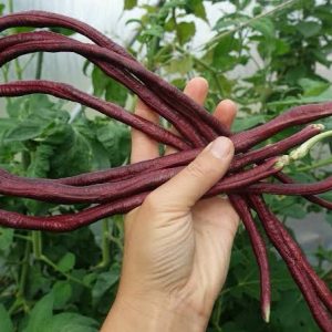 Semillas de red noodle beans (metro rojo)