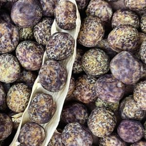 Semillas de arveja tigre