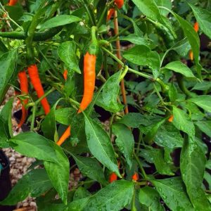 Semillas de ají cayena naranjo
