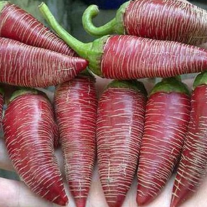 Semillas de ají vezena mini