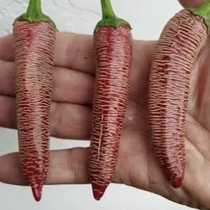 Semillas de ají vezena mini