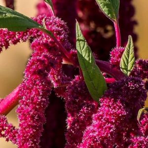 Semillas de amaranto rojo