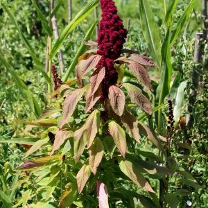 Semillas de amaranto rojo