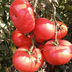 Semillas de tomate limachino