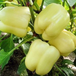 Semillas de pimiento albino