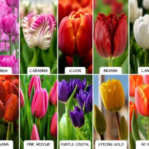 15 Bulbo de Tulipán