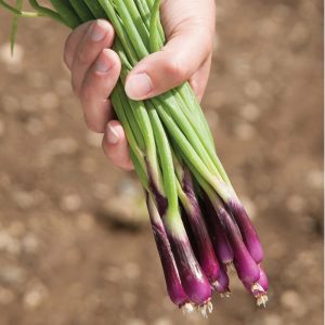 Semillas de cebollín morado