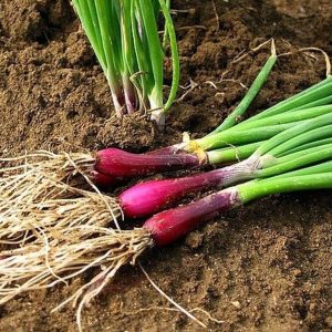 Semillas de cebollín morado