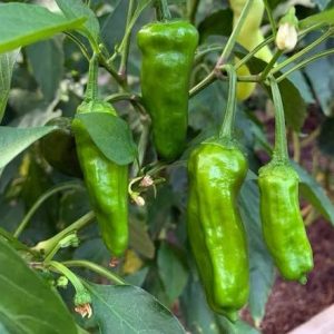 Semillas de pimiento shishito