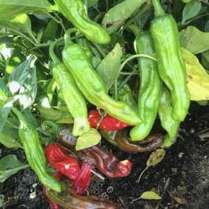 Semillas de pimiento shishito