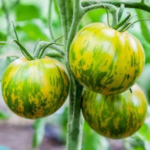 Semillas de tomate green zebra