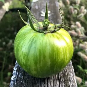 Semillas de tomate green zebra